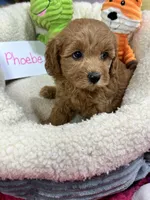 Phoebe, a female Cavapoo and Cavalier King Charles Spaniel for sale in Marshfield, MO – 5 of 8