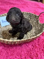 Brownie, a female Cavapoo for sale in Missouri, MO – Photo 7 of 10