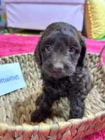 Brownie, a female Cavapoo for sale in Missouri, MO – Photo 3 of 10