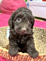 Brownie, a female Cavapoo for sale in Missouri, MO – Photo 5 of 10