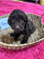 Brownie, a female Cavapoo for sale in Missouri, MO – Photo 10 of 10