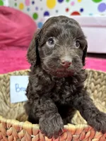 Brownie, a female Cavapoo for sale in Missouri, MO – Photo 8 of 10