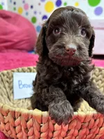 Brownie, a female Cavapoo for sale in Missouri, MO – Photo 9 of 10