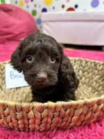 Brownie, a female Cavapoo for sale in Missouri, MO – Photo 4 of 10