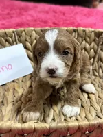 Juno, a female Cavapoo and Cavalier King Charles Spaniel for sale in Missouri, MO – 5 of 10