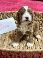 Juno, a female Cavapoo and Cavalier King Charles Spaniel for sale in Missouri, MO – 3 of 10
