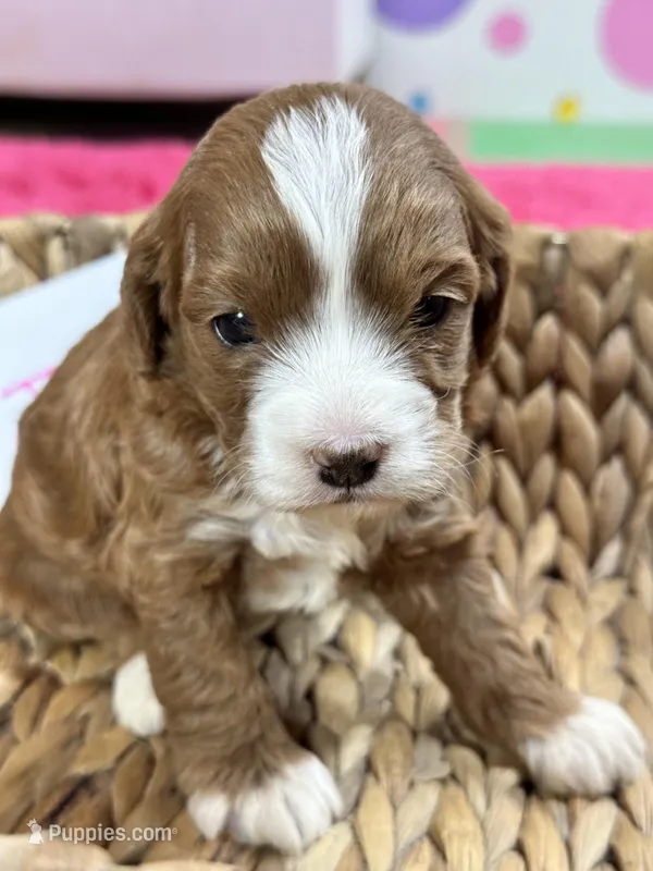 Juno – Cavapoo, Cavalier King Charles Spaniel puppy for sale in Missouri, MO