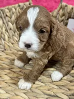 Juno, a female Cavapoo and Cavalier King Charles Spaniel for sale in Missouri, MO – 10 of 10