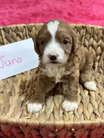 Juno, a female Cavapoo and Cavalier King Charles Spaniel for sale in Missouri, MO – 4 of 10