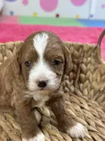 Juno, a female Cavapoo and Cavalier King Charles Spaniel for sale in Missouri, MO – 8 of 10