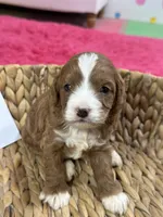 Juno, a female Cavapoo and Cavalier King Charles Spaniel for sale in Missouri, MO – 2 of 10