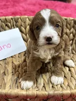 Juno, a female Cavapoo and Cavalier King Charles Spaniel for sale in Missouri, MO – 6 of 10
