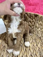 Juno, a female Cavapoo and Cavalier King Charles Spaniel for sale in Missouri, MO – 9 of 10