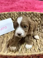 Juno, a female Cavapoo and Cavalier King Charles Spaniel for sale in Missouri, MO – 7 of 10