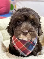 Hershey, a male Cavapoo and Cavalier King Charles Spaniel for sale in Marshfield, MO – 4 of 10