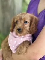 Ruby, a female Cavapoo and Cavalier King Charles Spaniel for sale in Marshfield, MO – 3 of 8