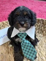 Boomer, a male Cavapoo and Cavalier King Charles Spaniel for sale in Marshfield, MO – 8 of 9