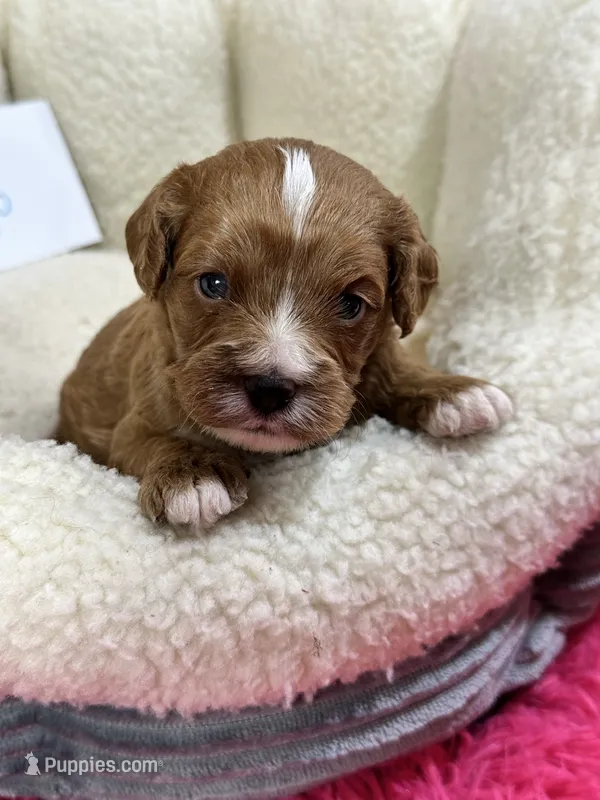Hugo  – Cavapoo, Cavalier King Charles Spaniel puppy for sale in Marshfield, MO