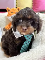 Snickers , a male Cavapoo and Cavalier King Charles Spaniel for sale in Marshfield, MO – 4 of 9