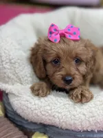 Nutmeg, a female Cavapoo and Cavalier King Charles Spaniel for sale in Marshfield, MO – 6 of 10