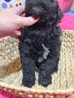 Martin , a male Schnoodle for sale in Marshfield, MO – 10 of 10