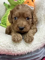Alex , a male Cavapoo and Cavalier King Charles Spaniel for sale in Marshfield, MO – 5 of 7