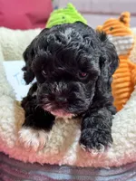 Tommy, a male Cavapoo and Cavalier King Charles Spaniel for sale in Marshfield, MO – 7 of 10