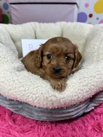 Ruby, a female Cavapoo and Cavalier King Charles Spaniel for sale in Marshfield, MO – 7 of 10