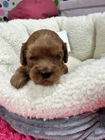 Priscilla , a female Cavapoo and Cavalier King Charles Spaniel for sale in Marshfield, MO – 4 of 8