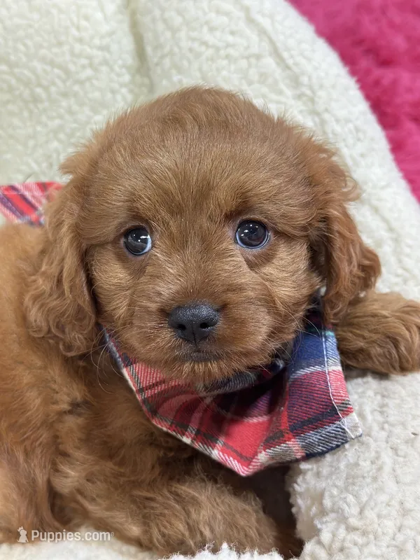 Fred – Cavapoo, Cavalier King Charles Spaniel puppy for sale in Marshfield, MO