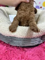 Fred, a male Cavapoo and Cavalier King Charles Spaniel for sale in Marshfield, MO – 10 of 10
