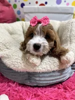 Juno, a female Cavapoo and Cavalier King Charles Spaniel for sale in Marshfield, MO – 4 of 10
