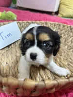 Tim, a male Cavalier King Charles Spaniel for sale in Marshfield, MO – 9 of 10