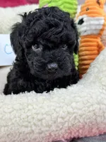 Cody, a male Cavapoo and Cavalier King Charles Spaniel for sale in Marshfield, MO – 7 of 10