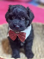 Martin , a male Schnoodle for sale in Marshfield, MO – 2 of 10