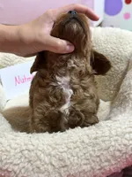 Nutmeg, a female Cavapoo and Cavalier King Charles Spaniel for sale in Marshfield, MO – 8 of 10