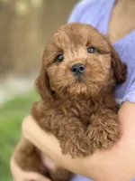 Opie, a male Cavapoo and Cavalier King Charles Spaniel for sale in Marshfield, MO – 3 of 10
