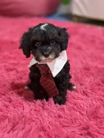 Gabriel , a male Cavapoo and Cavalier King Charles Spaniel for sale in Marshfield, MO – 6 of 10