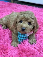 Toby , a male Cavapoo and Cavalier King Charles Spaniel for sale in Marshfield, MO – 6 of 10