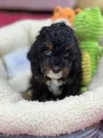 Jacob, a male Cavapoo and Cavalier King Charles Spaniel for sale in Marshfield, MO – 3 of 7