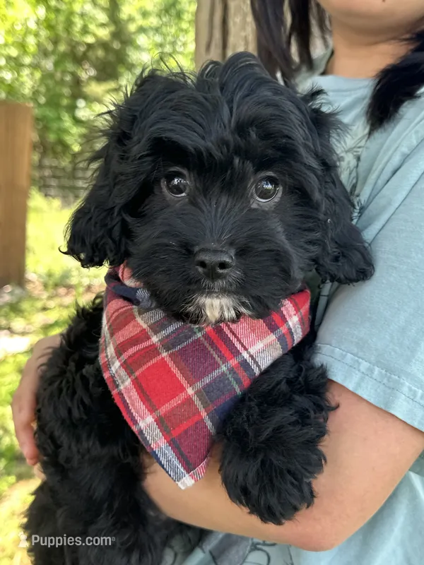Tom  – Cavapoo puppy for sale in Marshfield, MO