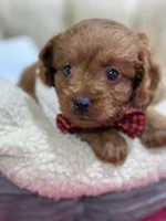 Fred, a male Cavapoo and Cavalier King Charles Spaniel for sale in Marshfield, MO – 4 of 10