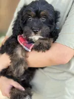 Billy , a male Cavapoo and Cavalier King Charles Spaniel for sale in Marshfield, MO – 2 of 10