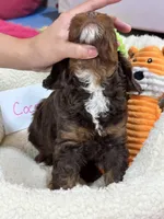 Coco, a female Cavapoo and Cavalier King Charles Spaniel for sale in Marshfield, MO – 10 of 10
