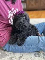 Lilo, a female Cavapoo and Cavalier King Charles Spaniel for sale in Missouri, MO – 5 of 10