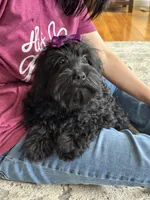 Lilo, a female Cavapoo and Cavalier King Charles Spaniel for sale in Missouri, MO – 8 of 10