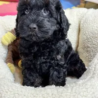 Lilo, a female Cavapoo and Cavalier King Charles Spaniel for sale in Missouri, MO – Photo 9 of 10