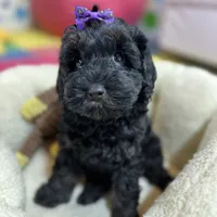 Lilo, a female Cavapoo and Cavalier King Charles Spaniel for sale in Missouri, MO – Photo 4 of 10