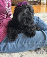 Lilo, a female Cavapoo and Cavalier King Charles Spaniel for sale in Missouri, MO – 7 of 10