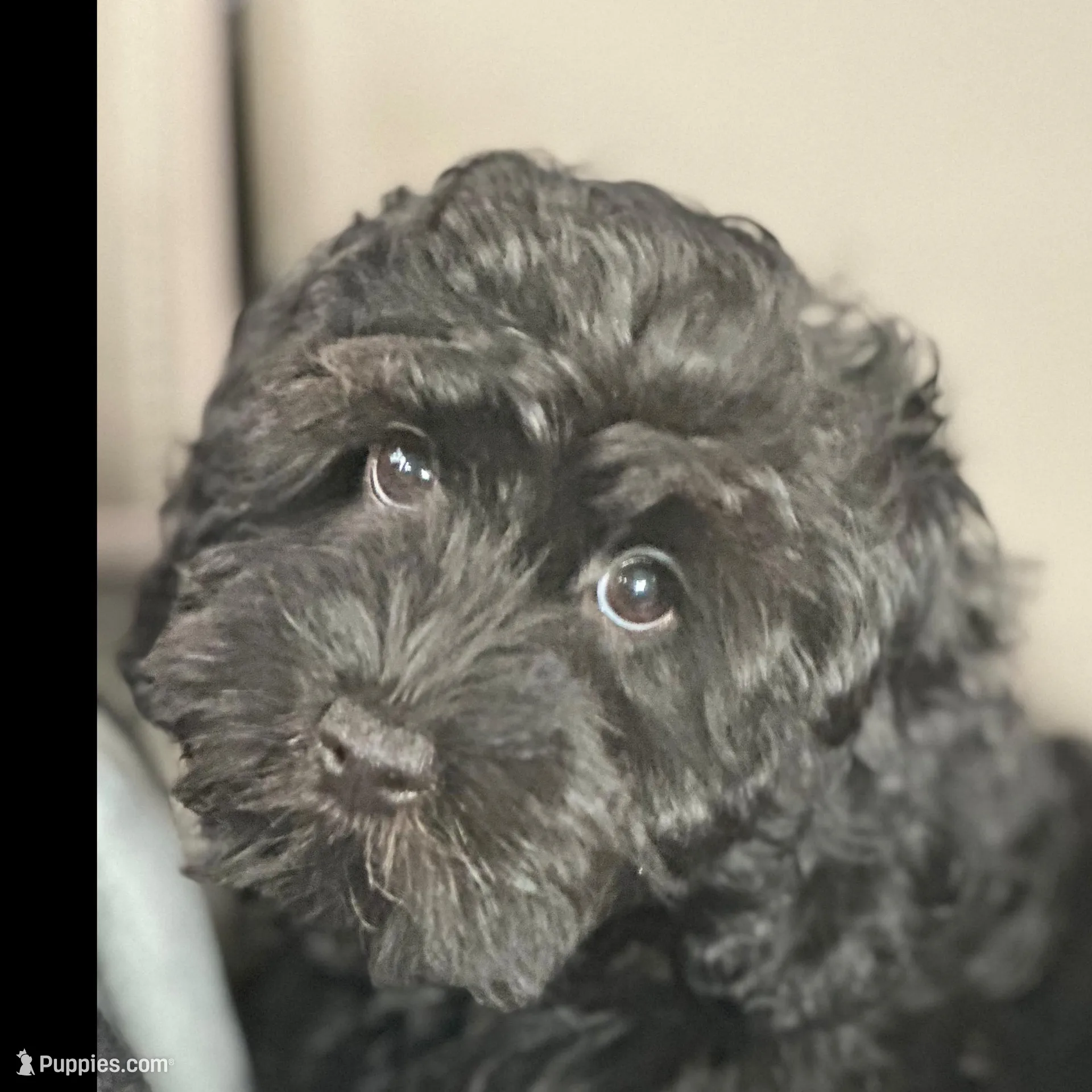 Lilo, a female Cavapoo and Cavalier King Charles Spaniel for sale in Missouri, MO – Photo 3 of 10